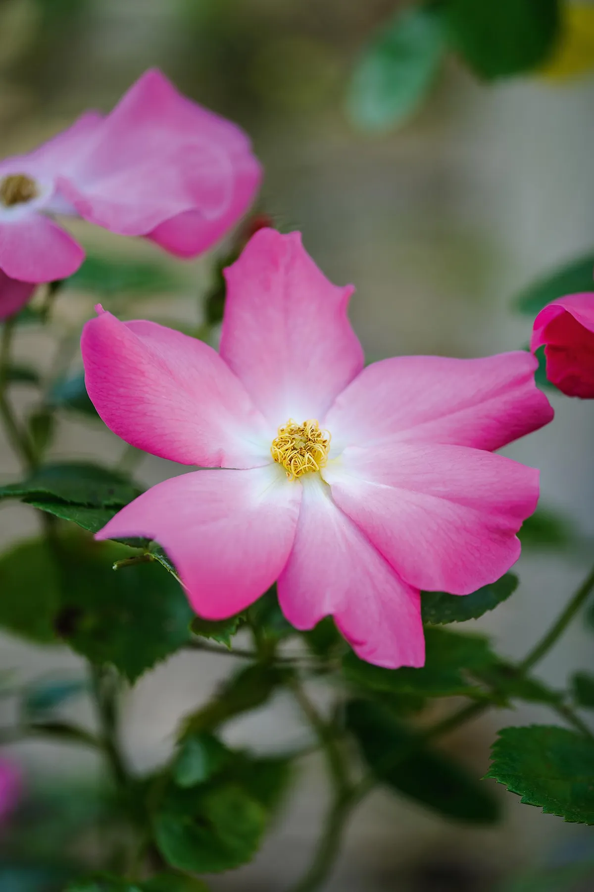 Rosa Summer Breeze (= ‘Korelasting’). An easy-to-grow rose that throws hot-pink, medium-sized flowers all summer atop a foil of apple-green foliage. It can be trained against a wall or grown up through a small tree. Prune the oldest wood in late winter to encourage vigour. 4m. RHS H6.
