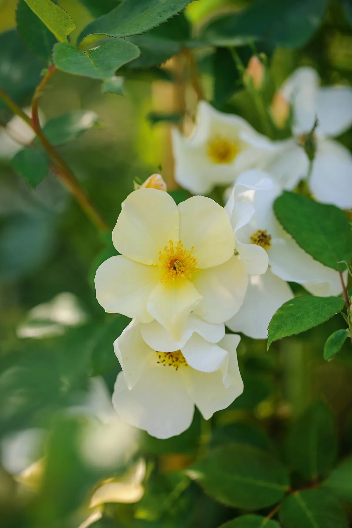Rosa Kew Gardens (= ‘Ausfence’). A well-behaved shrub rose that holds its flowers in small, neat clusters just proud of the foliage. Flowers open a clotted-cream colour, with a central fuzz of golden stamens, and fade to pure white. Will bloom all summer. 1.2m. AGM. RHS H6.