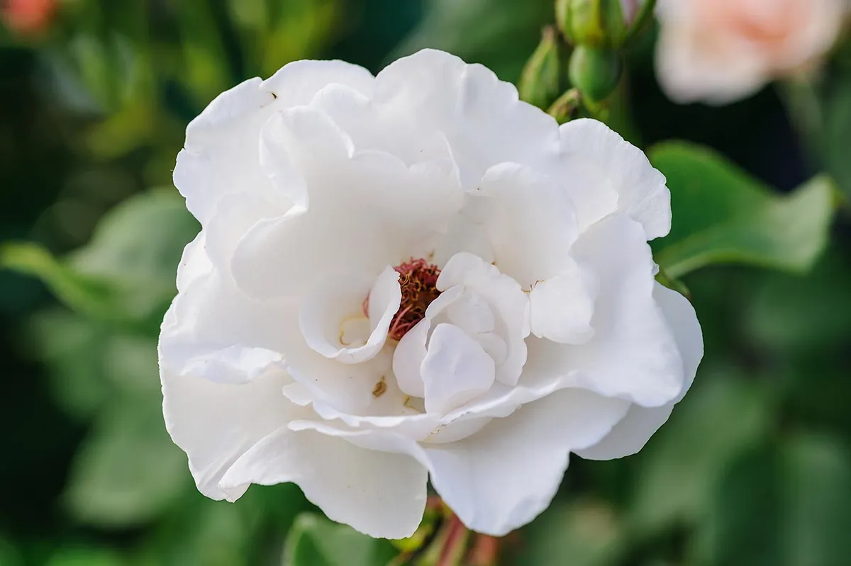Rosa The Compass Rose (= ‘Korwisco’). This shrub rose makes an initial flush of white, wavy-petalled flowers in midsummer. The blooms have a rich, spicy scent and are held in loose trusses. If deadheaded, it will continue to flower intermittently into the autumn. 1.2m. RHS H6.