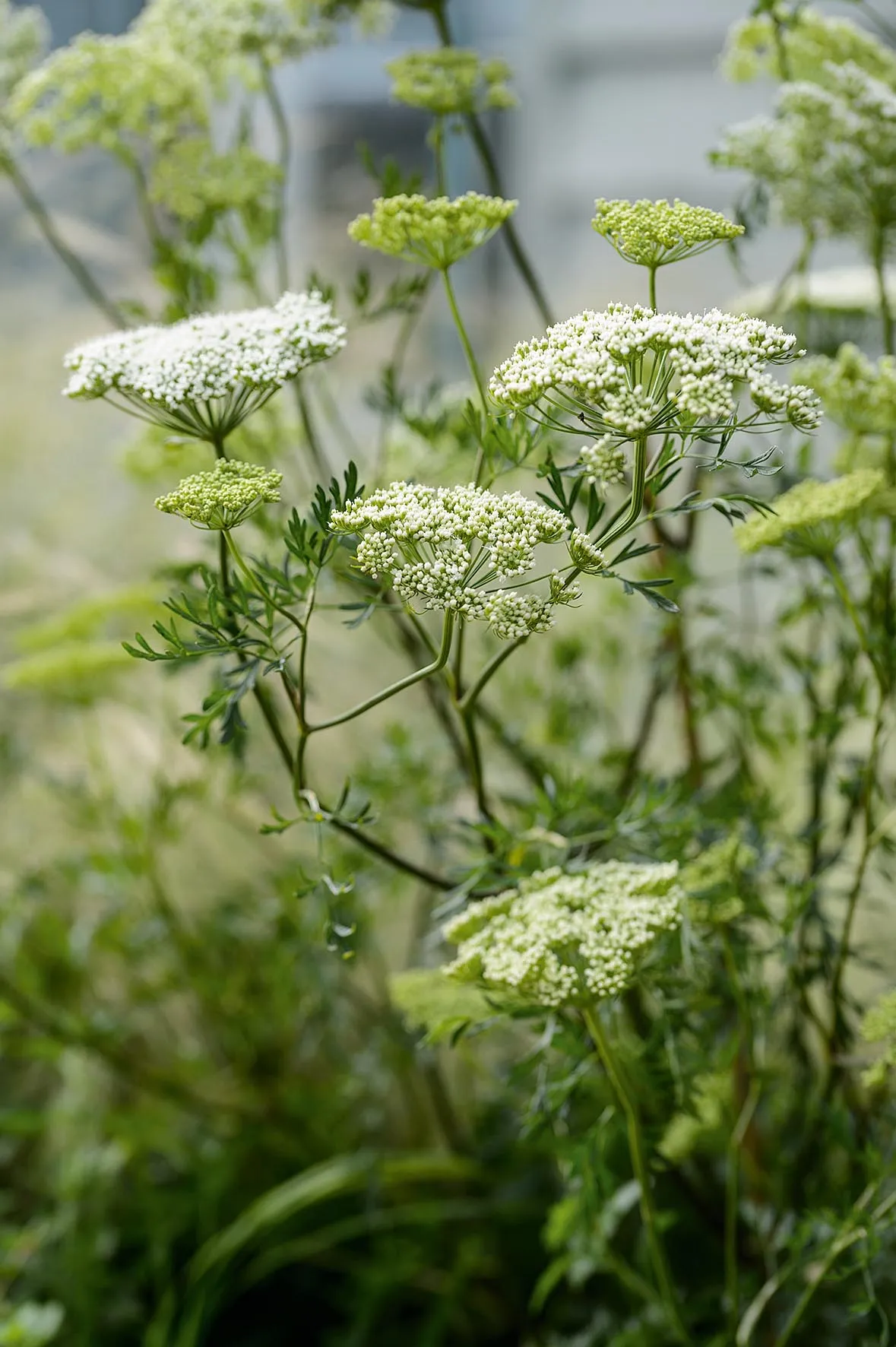 Cenolophium denudatum. In full sun or partial shade, this glamorous umbel has fern-like foliage and masses of white flowerheads that are a magnet for bees, butterflies and other beneficial insects from July to October. 1m. AGM. RHS H6.
