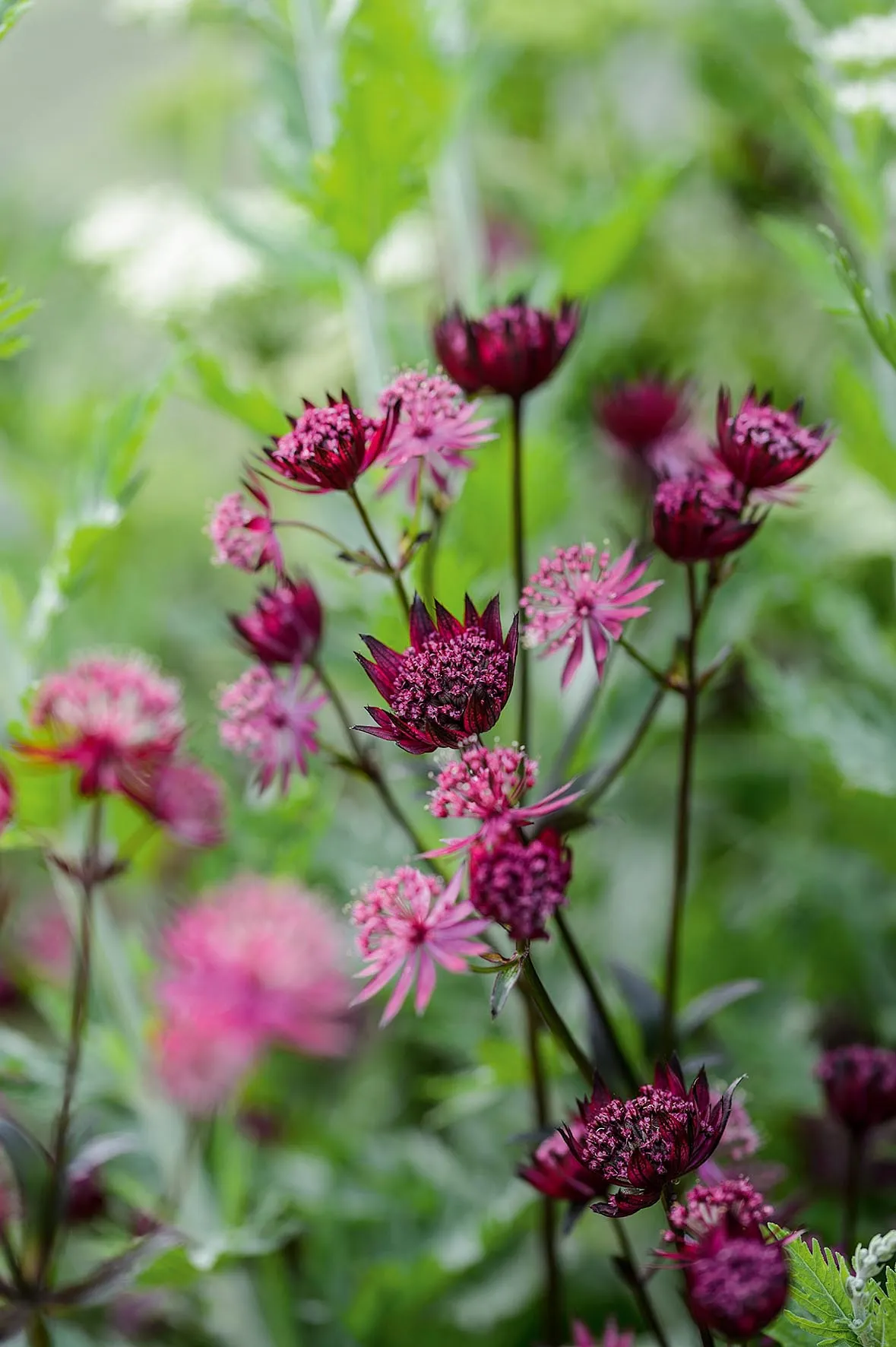 Astrantia ‘Ruby Star’. A particularly rich ruby-red cultivar that holds its colour well in dappled shade. Although it prefers a rich soil, it will tolerate drier conditions and flowers from late spring right through until the autumn. 60cm. RHS H7.
