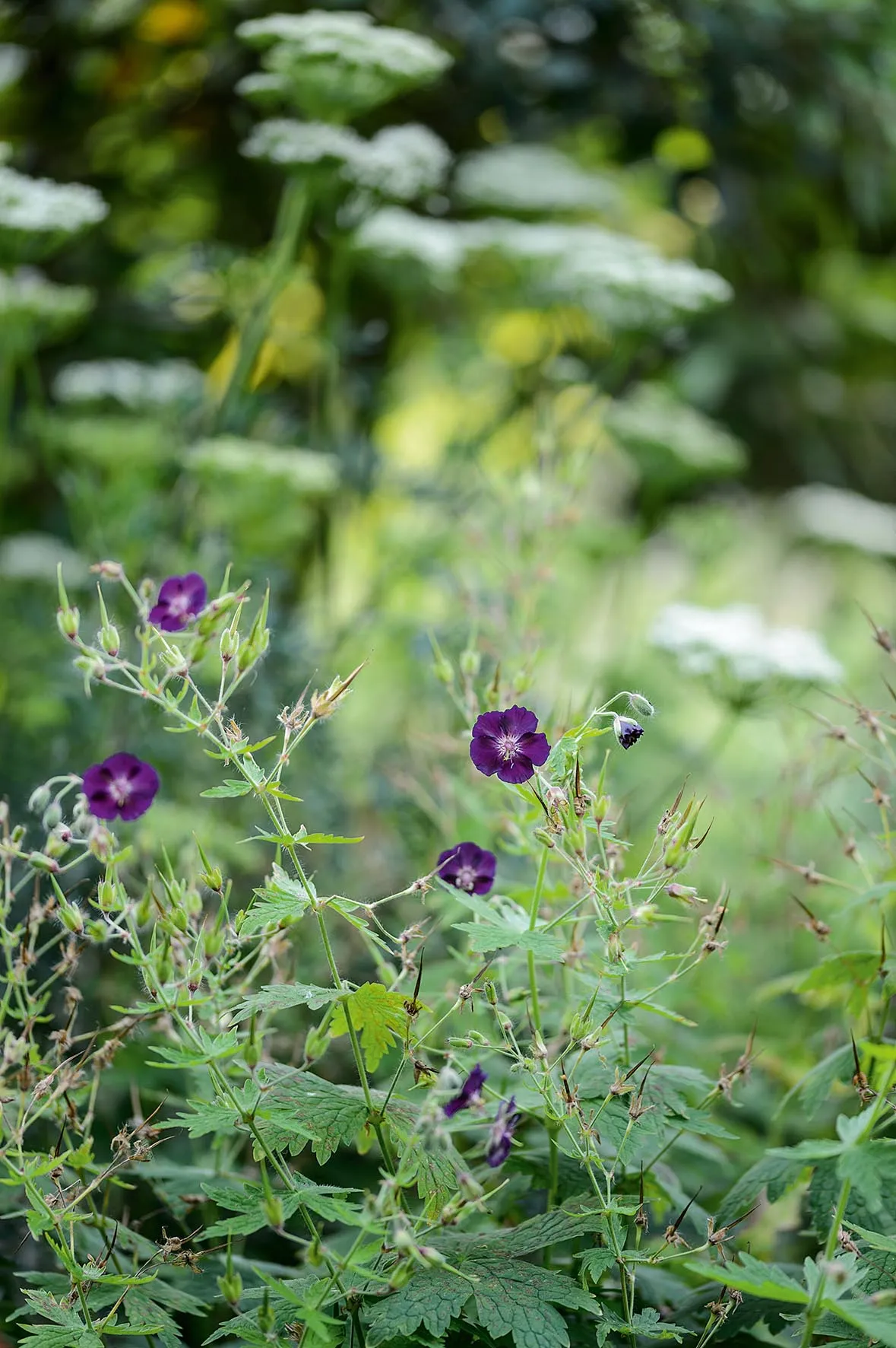 Geranium phaeum ‘Raven’. Covered in inky, deep-purple flowers in May and June, this hardy geranium prefers a well-drained spot and will happily tolerate a fair degree of shade. The fresh, green foliage forms useful groundcover. 75cm. RHS H7.