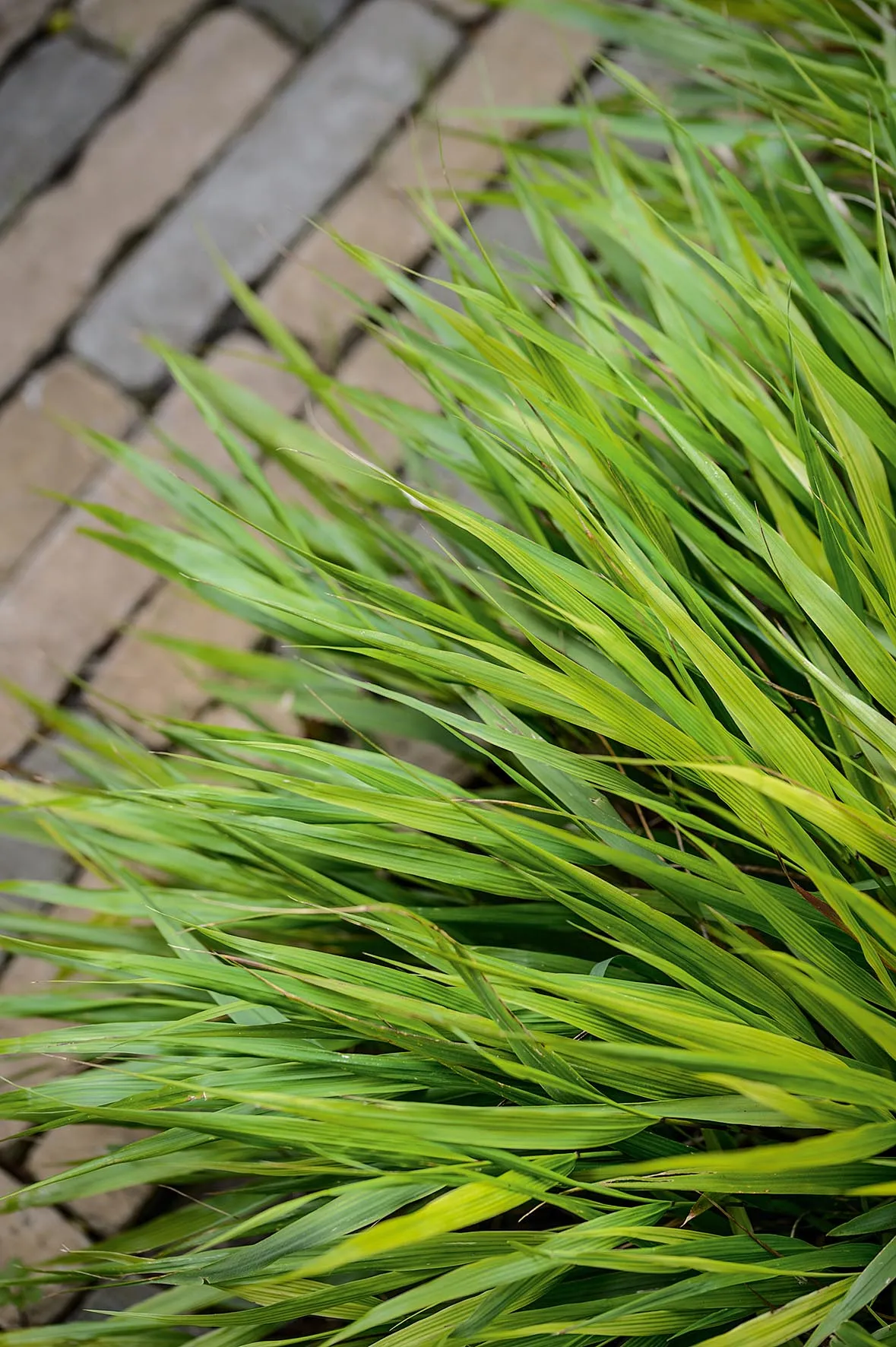 Hakonechloa macra. A deciduous, perennial grass that looks wonderful in mass plantings. The bright-green leaves develop russet-red tints in autumn then dry to an attractive tawny-brown and continue to look good throughout the winter. 50cm. AGM. RHS H7, USDA 5a-9b.