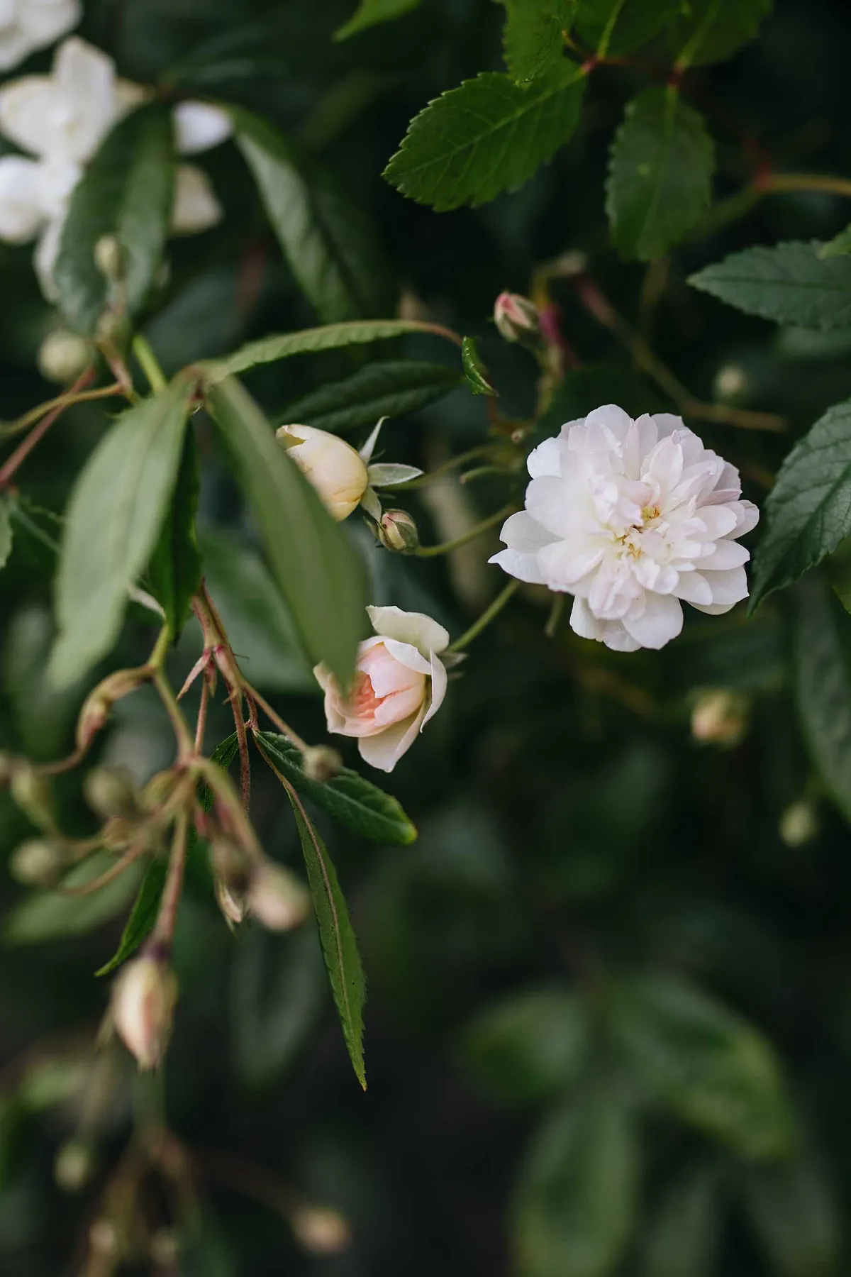 Rosa Snow Goose (= ‘Auspom’) is a repeat-flowering, English rambling rose bred by David Austin with dainty sprays of small, white flowers and a light musk scent.