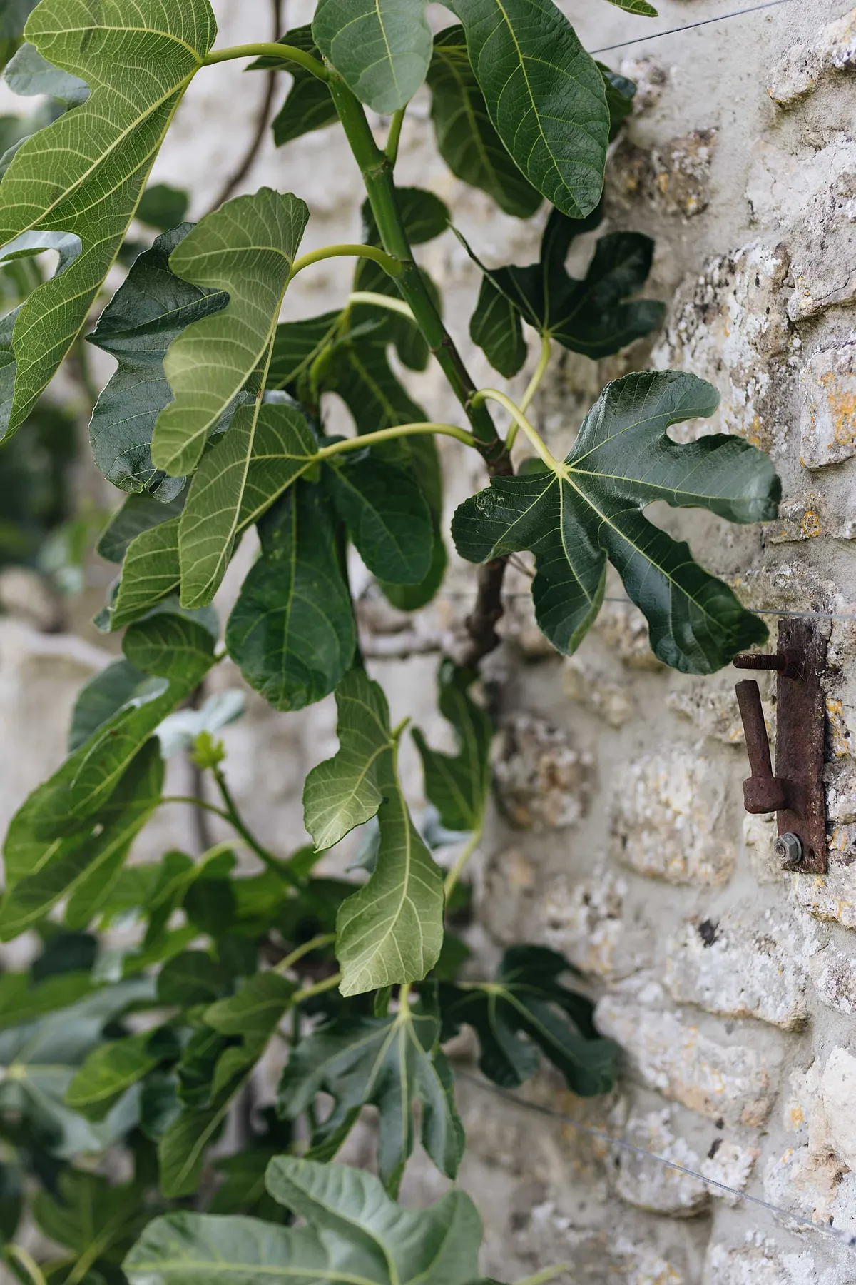 One of a pair of fig trees – Ficus carica ‘Brown Turkey’, known for its prolific fruiting and ability to tolerate the cold – grown against the south-facing wall of the Farrowing House.