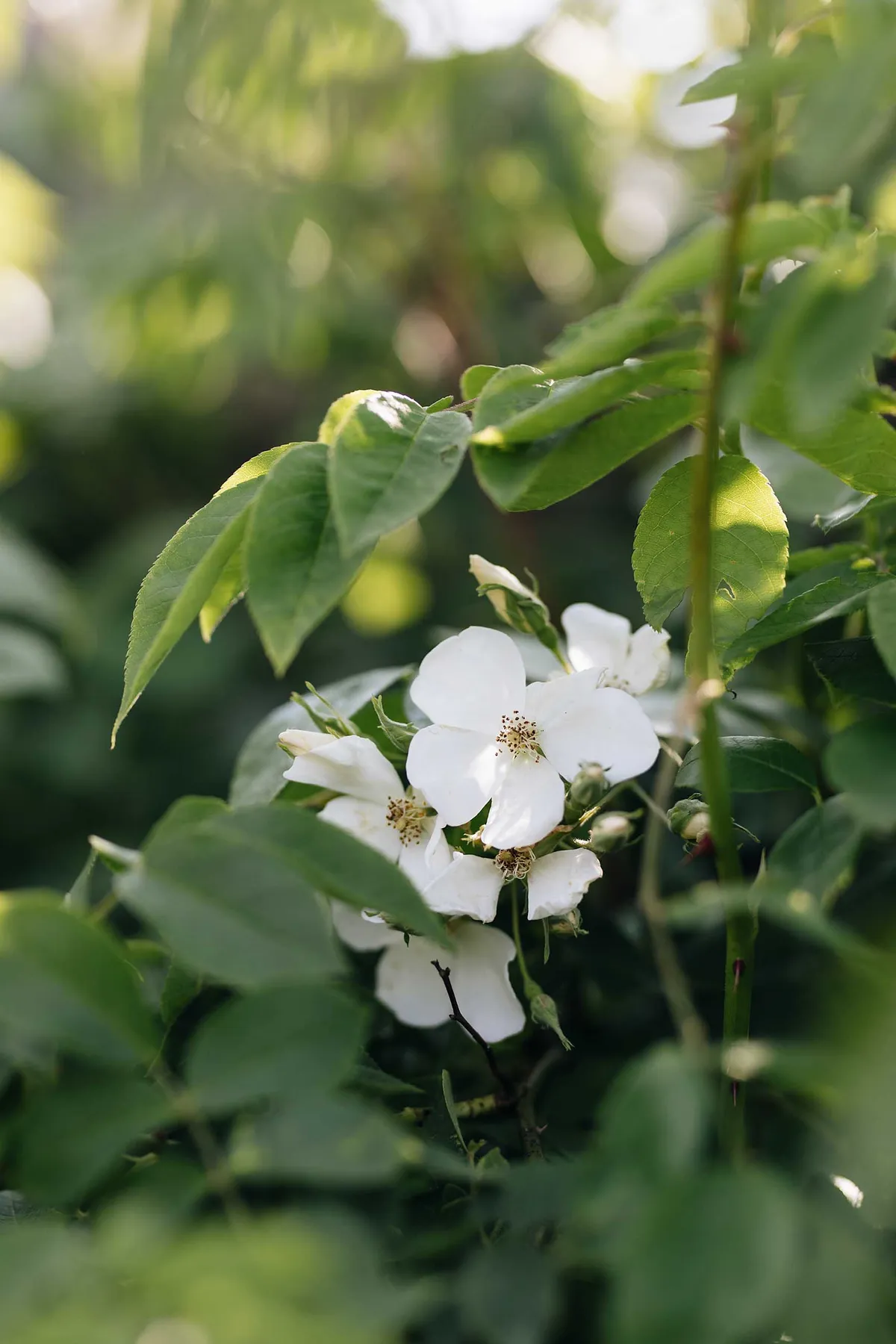 Rosa moschata (musk rose), is a medium-sized rambling rose with lustrous sprays of creamy-white, single flowers that flower late and then repeat, and a strong, delicious musk fragrance.