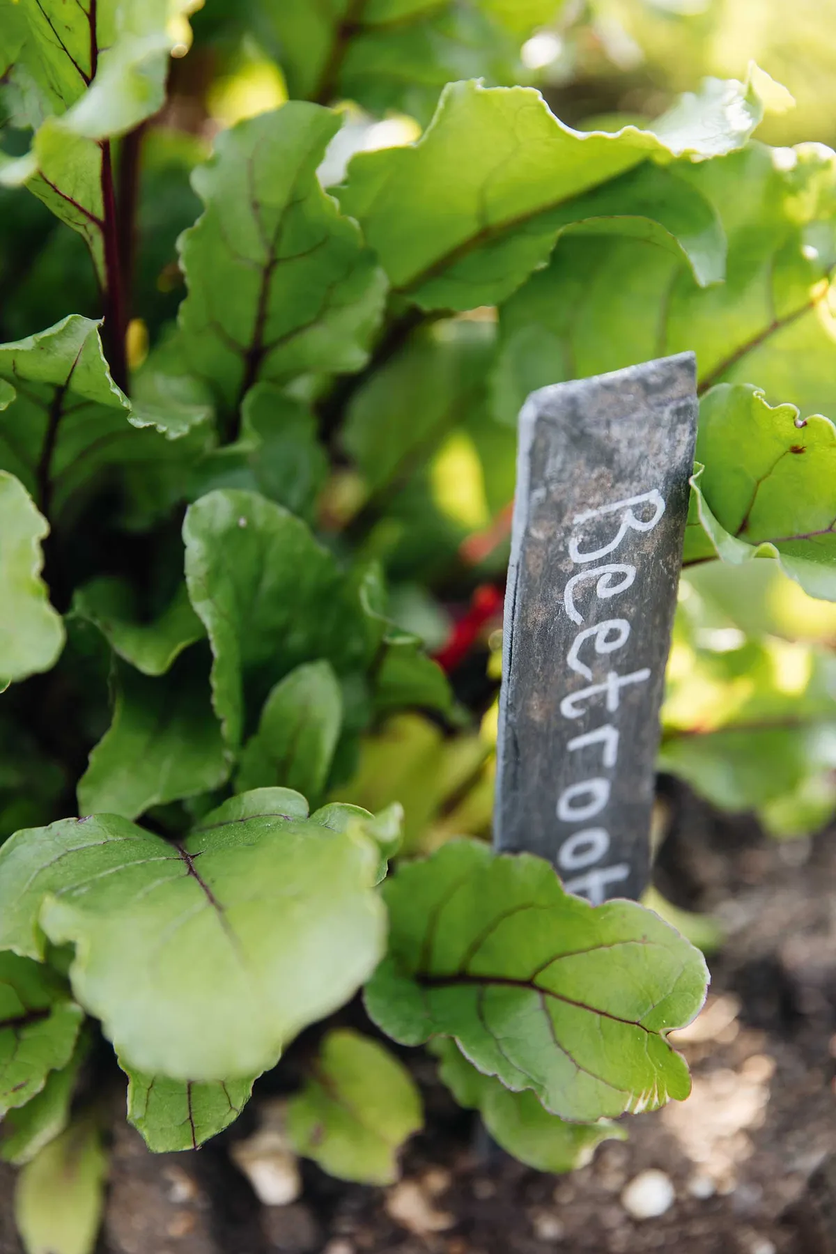 Beetroot is an easy crop to grow and can be succession sown throughout the summer.