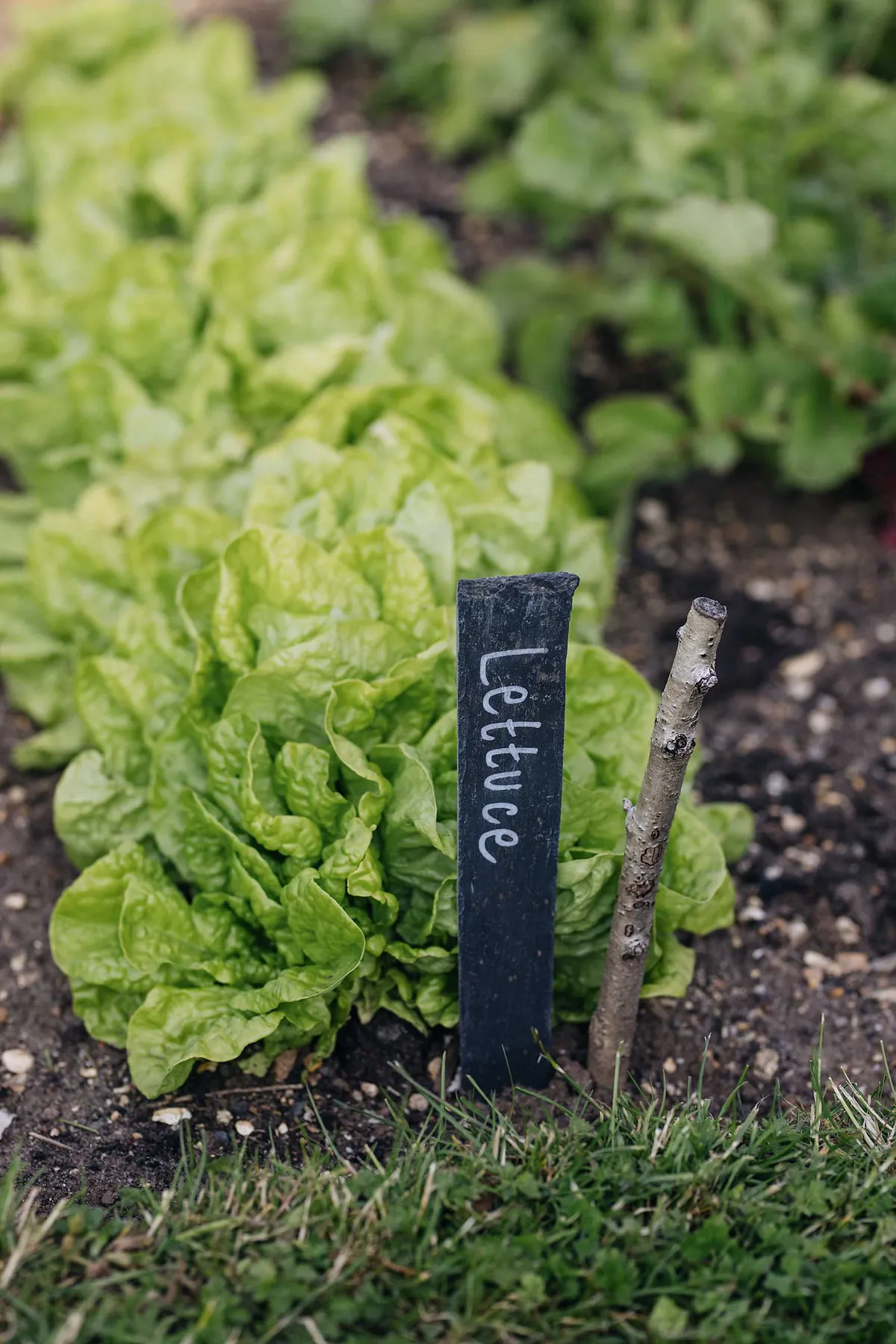 Salad crops, including these butterhead lettuces, are a popular addition to the Veg Garden.