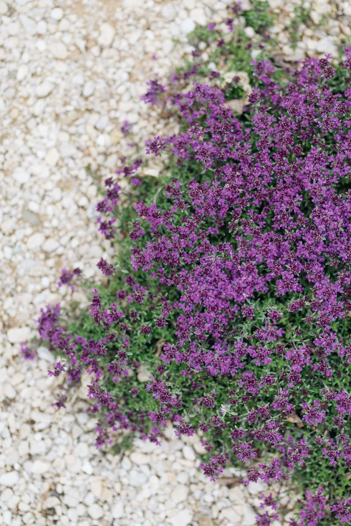 Thymus Coccineus Group is an excellent groundcover thyme that tumbles on to the gravel, creating pools of colour. It forms a mat of glossy, blue-green leaves, which in summer are covered with deep-pink flowers that are very attractive to bees.