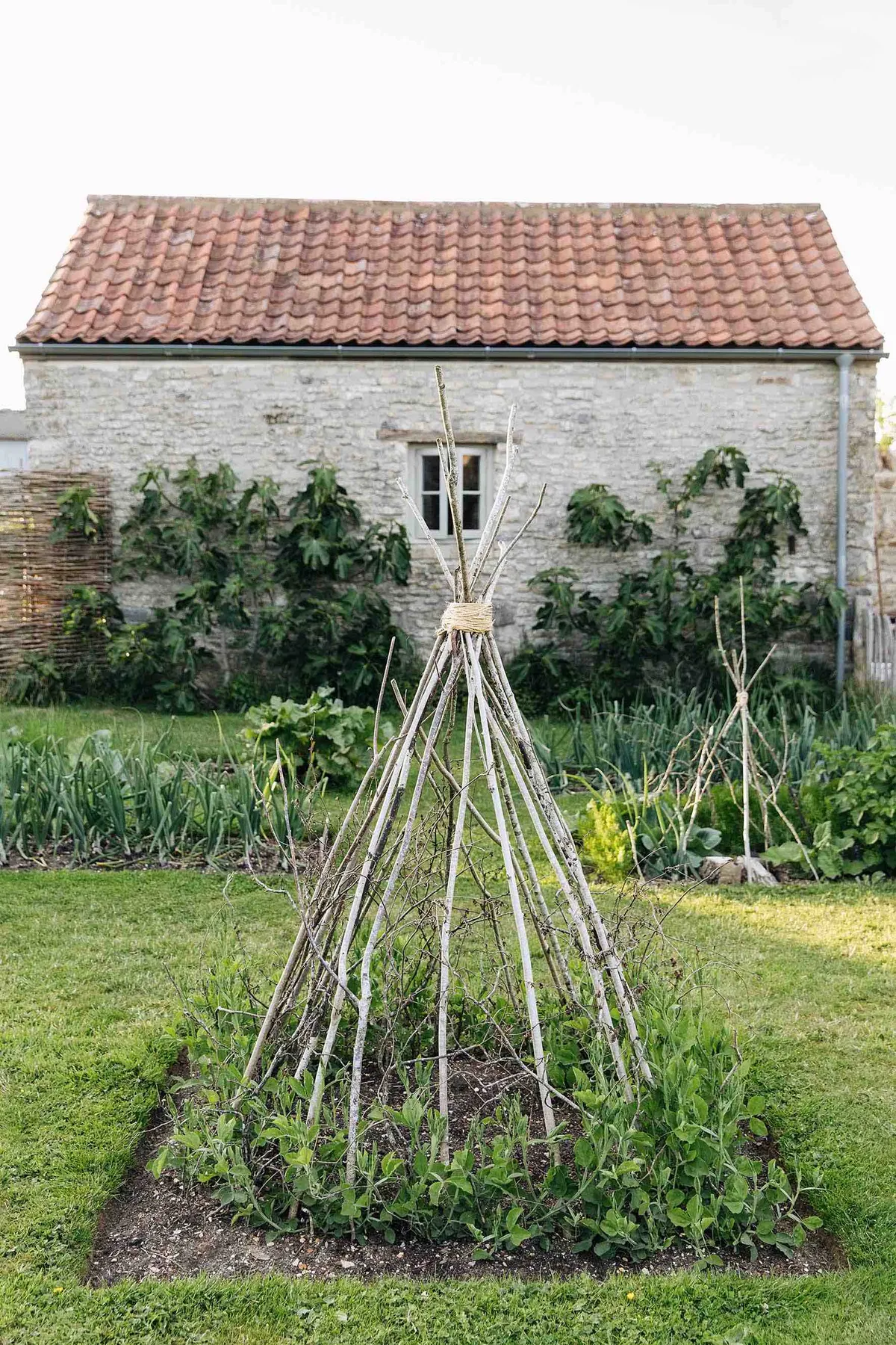 A plump teepee made by Louise from hazel pea sticks, collected from nearby woodland, supports sweet peas. Behind the teepee, figs are trained against the south-facing wall of the Farrowing House.