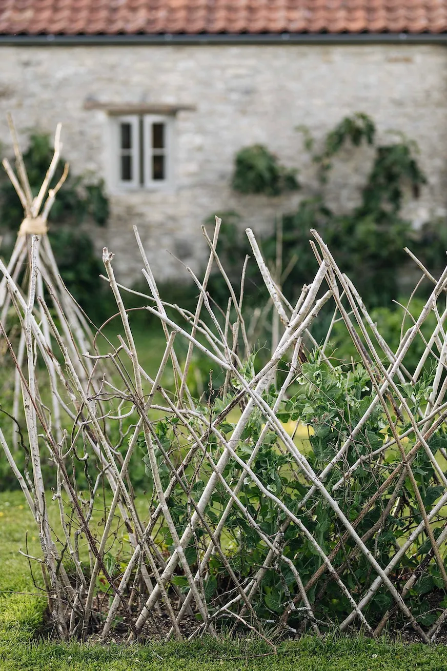 Louise has enjoyed learning how to grow vegetables from her father-in-law, whose criss-cross ‘nest’ of hazel poles is a highly effective way of supporting peas.