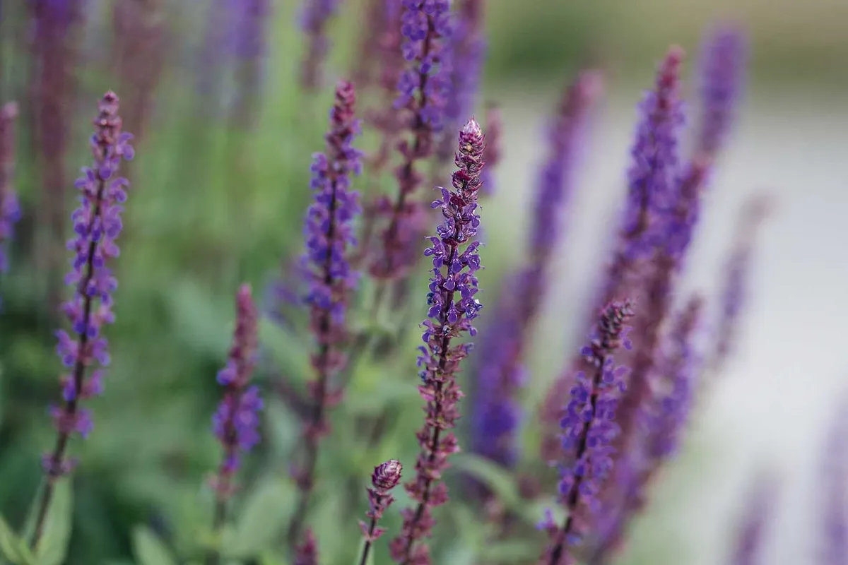 Salvia nemorosa ‘Caradonna’ is a clump-forming salvia bearing upright spikes of rich, violet-blue flowers from June to October. Alison pairs the salvia with the graceful, white spires of Veronicastrum virginicum ‘Diane’ to add energy to the planting scheme.