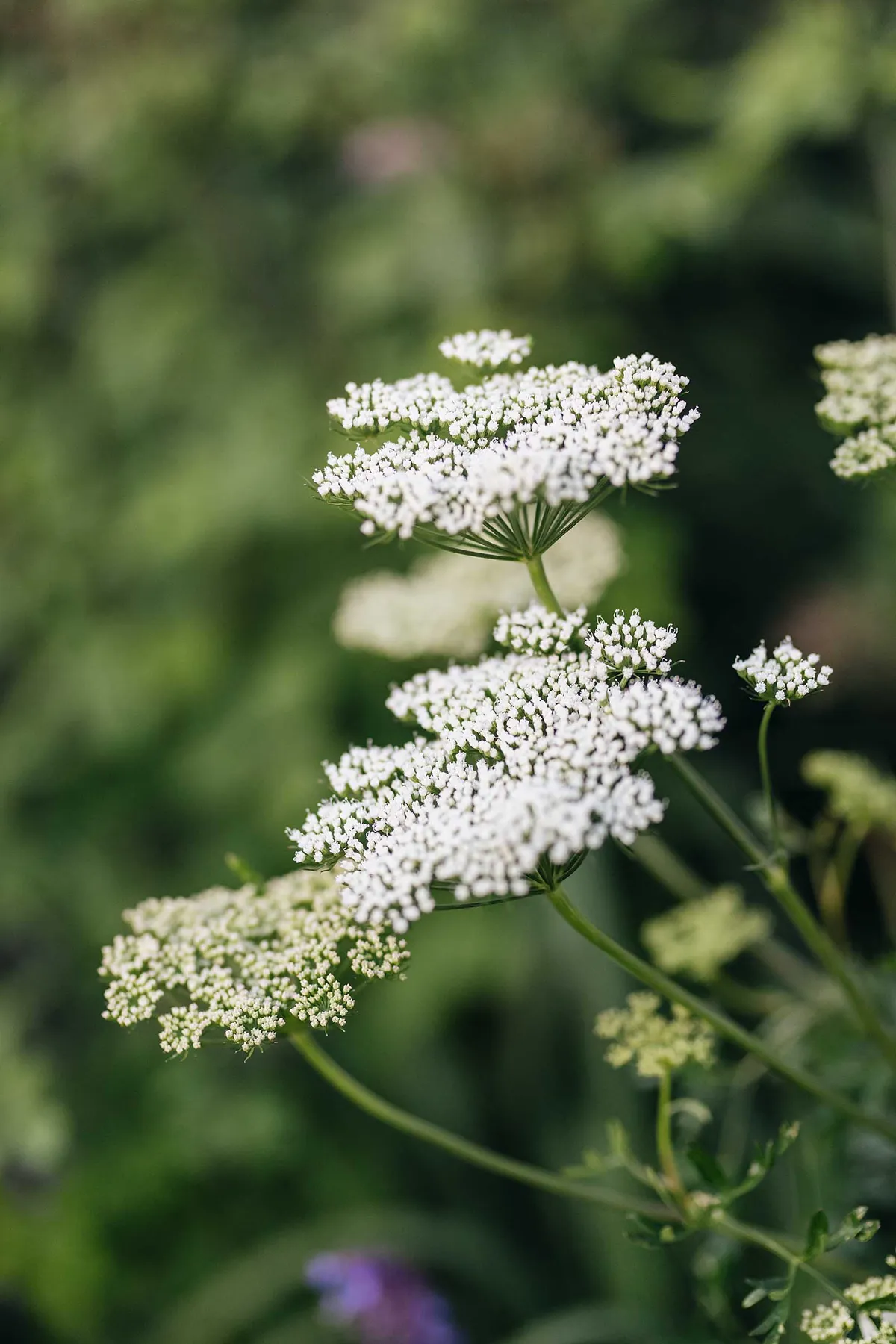 Cenolophium denudatam (Baltic parsley) has lacy, flat-topped umbels of creamy-white flowers, which rise from mounds of fine, fern-like foliage in midsummer and last well into autumn. An airy addition to a border and attractive to beneficial insects.
