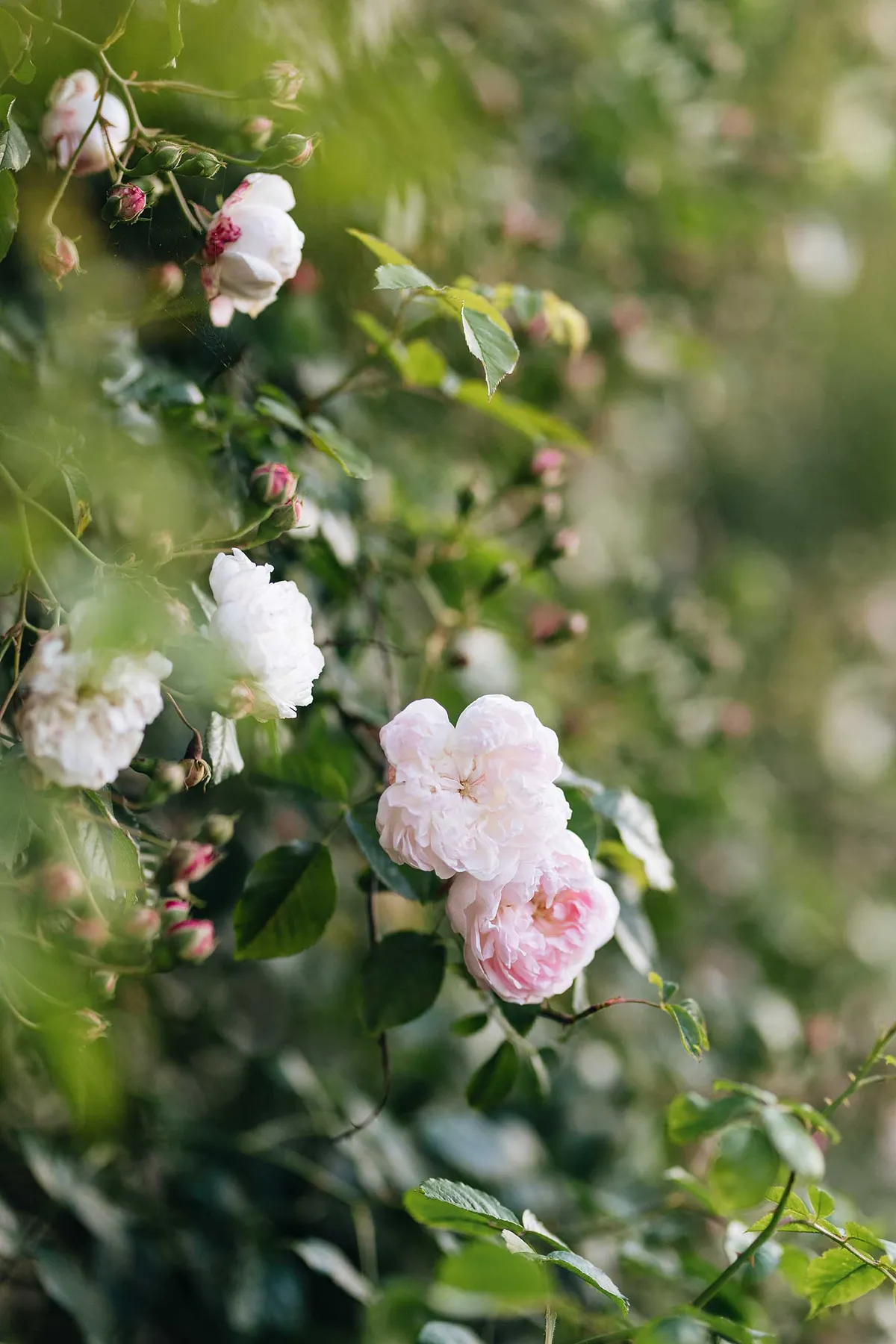 Rosa ‘Princess Louise’, a summer-flowering rambling rose with large clusters of small, blush-pink flowers that fade to white. Its elegant, pliable growth makes it easy to train. It is used here against the Farrowing House, an old stone building that is now used as an office space.