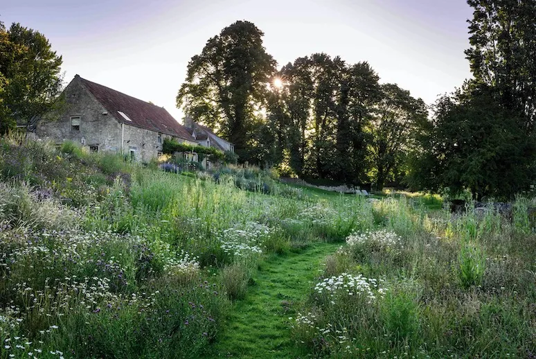 A mown path cuts through Jo McKerr’s glorious wildflower meadow where Dipsacus fullonum, Malva neglecta and Reseda luteola from the original seed bank combine with Leucanthemum vulgare, Centaurea nigra and Daucus carota from an Emorsgate Seeds mixture for chalk and limestone soils.