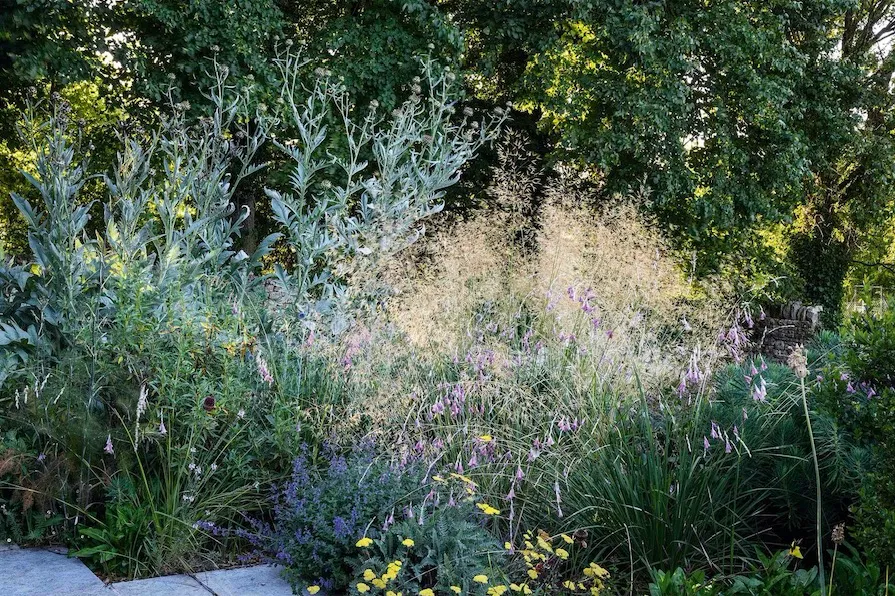 The borders to the rear of Jo’s house are filled with Dierama pulcherrimum, angel’s fishing rods, which dance above Achillea ‘Moonshine’. Behind these, in an area that bakes in the afternoon sun, tower cardoons and the soft grass Stipa gigantea.