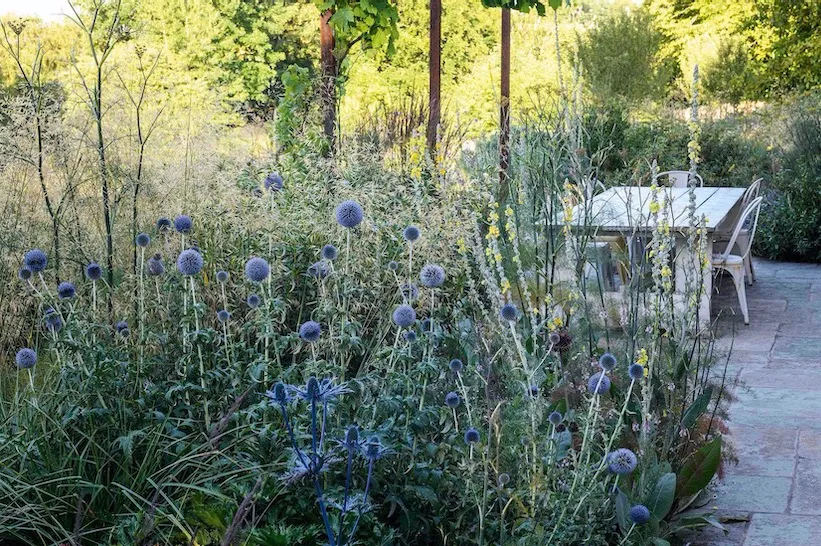 The dining area close to the house is shielded by a mix of tall Echinops bannaticus ‘Taplow Blue’ and Eryngium x zabelii ‘Jos Eijking’. Much of Jo’s perennial borders, like her wildflower meadows beyond, are allowed to self-seed and regenerate naturally.  