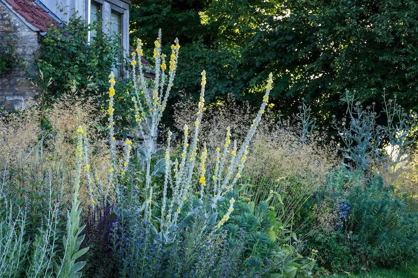 Close to the house, planting is slightly more ornamental with grasses mingling with the tall, yellow spikes of Verbascum bombyciferum ‘Polarsommer’, alongside Echium vulgare, Salvia ‘Blue Spire’, Phlomis russeliana and euphorbias.