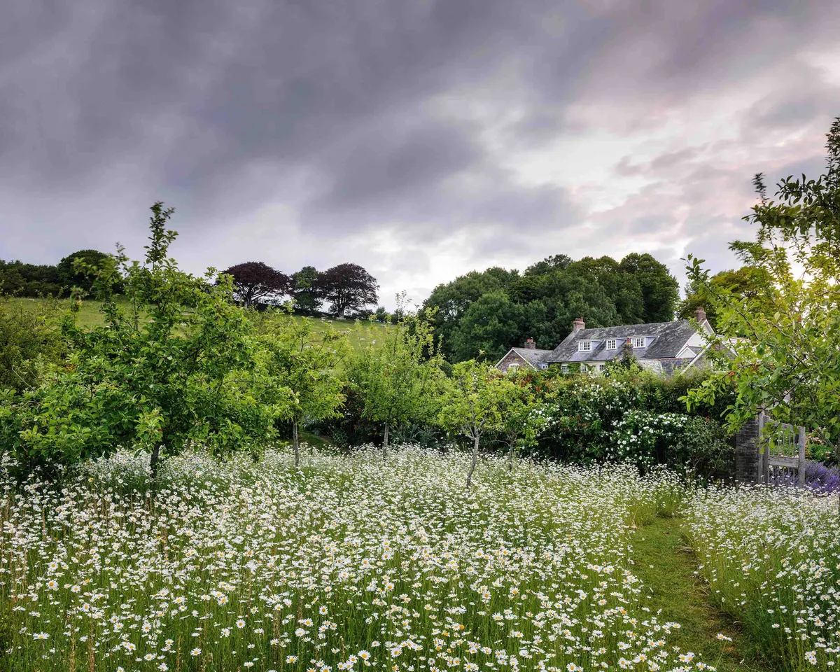 A small orchard of apples is simply underplanted with a ‘meadow’ of narcissi, camassias and ox-eye daisies, each one following the next in succession. Narrow, meandering paths are kept mown until the daisies have seeded, when the whole lot is scythed.