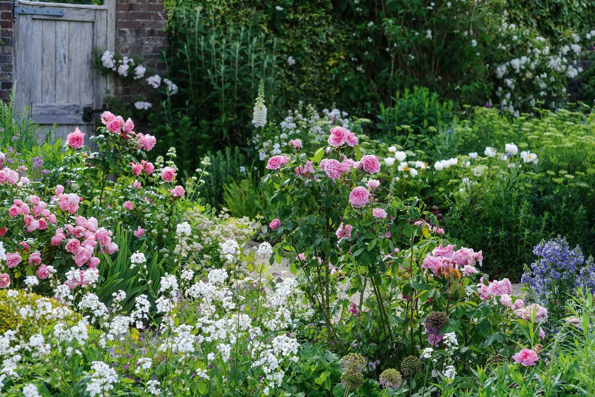 Scent is a powerful tool in a garden and at Upper Sydling it is used to masterly effect. Here in the Cutting Garden the highly fragrant sweet rocket (Hesperis matronalis) makes a perfect partner for old roses, together with white centranthus, chamaenerion and Alchemilla mollis.
