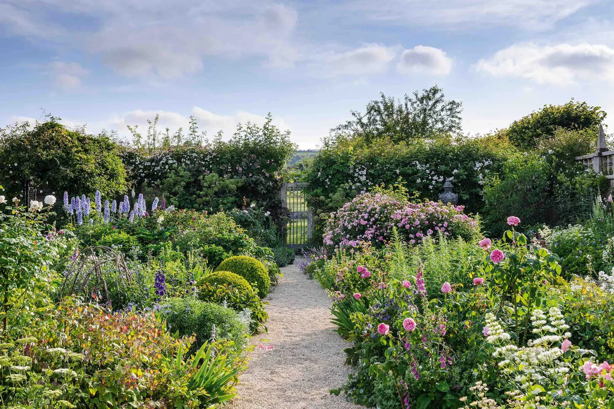 Recurring clipped shapes provide the required solidity and a counterpoint to the otherwise organised jumble of roses and perennials in the cutting garden. Generosity is key, with huge mounds of Rosa ‘Ispahan’, rivers of Chamaenerion angustifolium ‘Album’ and minarets of Digitalis purpurea f. albiflora.