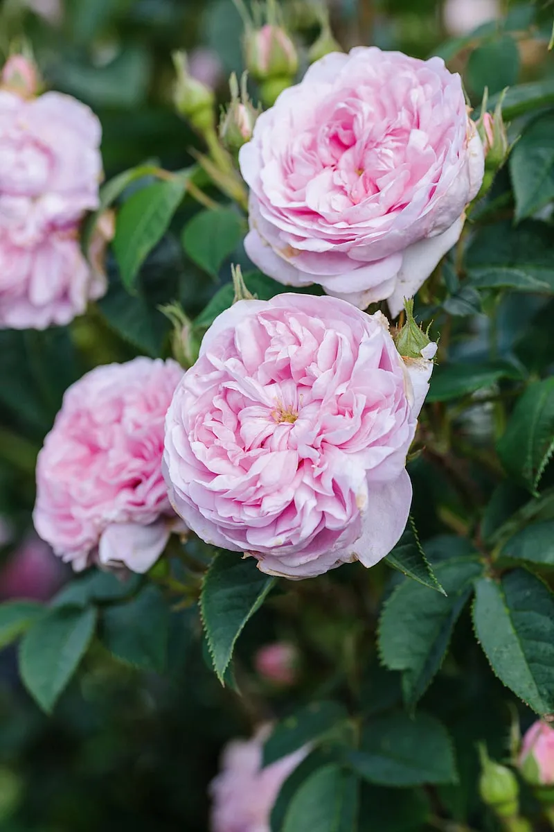 Rosa ‘Königin von Dänemark’. This old alba cultivar from the early 1800s has fully double, quartered blooms of pale pink with a strong scent. Grey-green, healthy foliage is held on tall, slightly arching, thorny stems. 1.5m. AGM*. RHS H7, USDA 4a-9b†.
