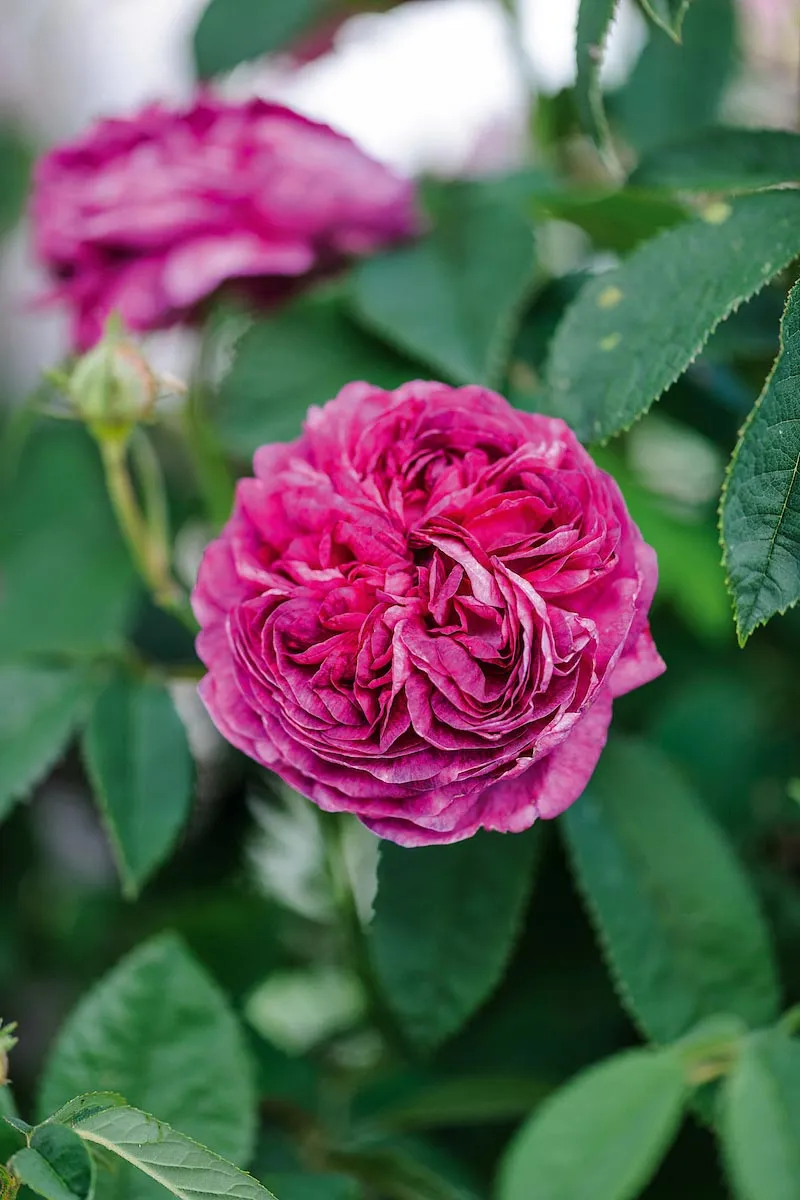 Rosa ‘Charles de Mills’. The rich, sumptuous, velvet-purple colouring of this rose was loved by Vita Sackville-West, who once said they should be approached as though they were textiles rather than flowers. 1.2m. AGM. RHS H6.