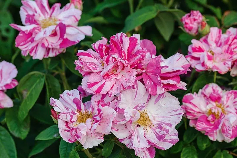 Rosa gallica ‘Versicolor’. A very old gallica rose, striped pink and white. Once it flowers in early June, it associates well with Gillenia trifoliata and Alchemilla mollis. Bears small, oval, persistent hips in autumn. 1m. AGM. RHS H7.