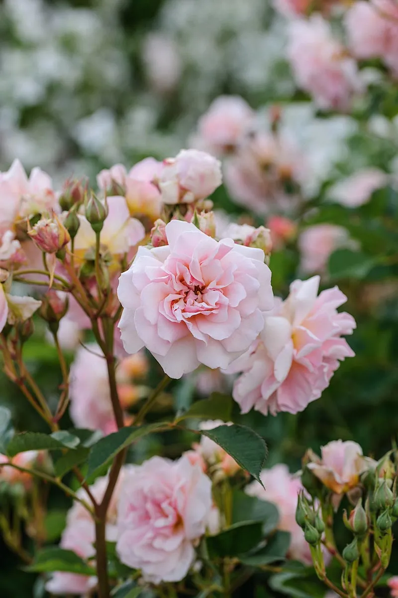 Rosa ‘Felicia’. A highly recommended musk rose, whose flowers are pink with salmon shadings and a definite silvery finish. Repeats well through the year. The foliage is crisp, mid-green and attractively crinkled at the edges. 1.5m. AGM. RHS H6.