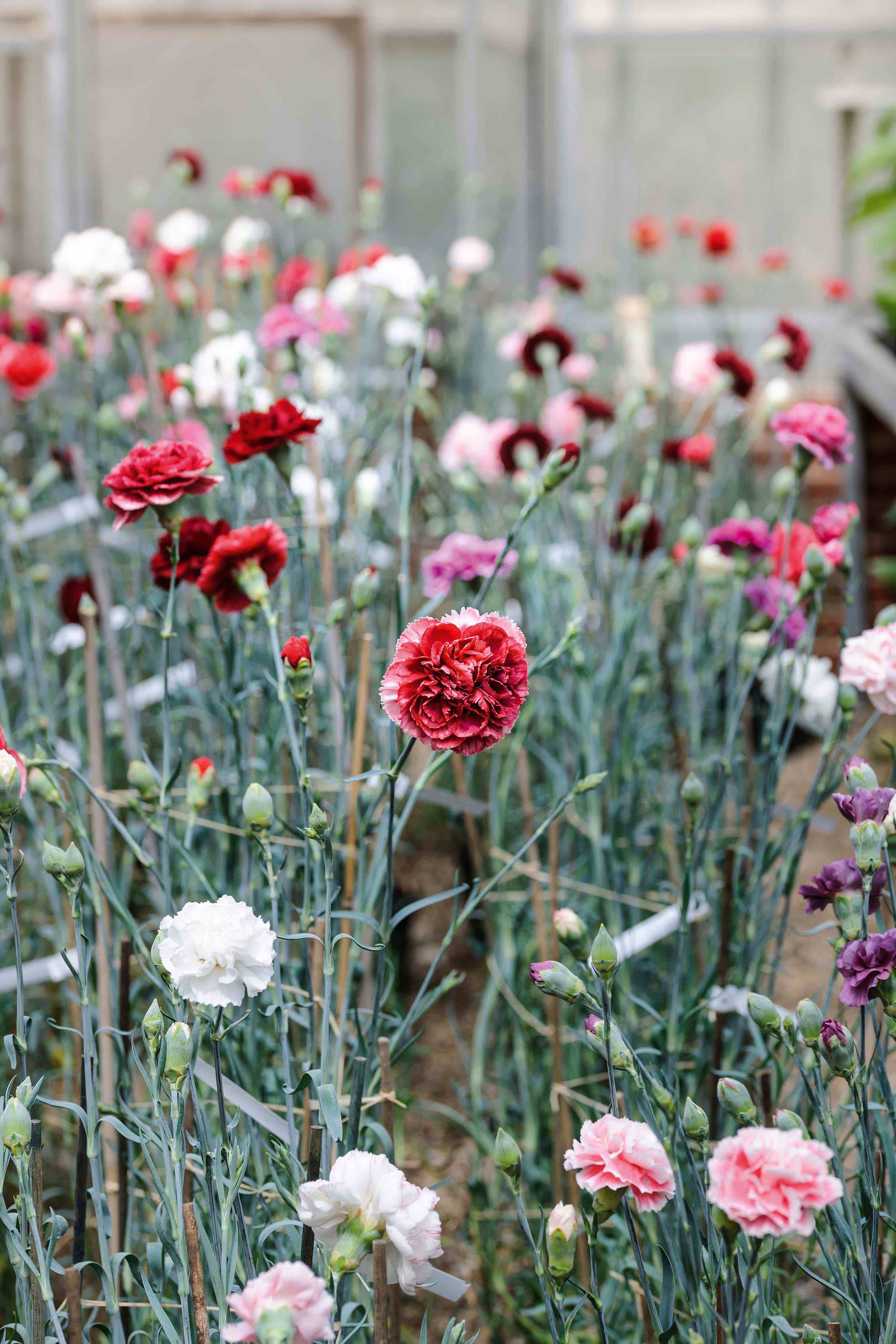 Carnations: Plant Care and Growing Guide