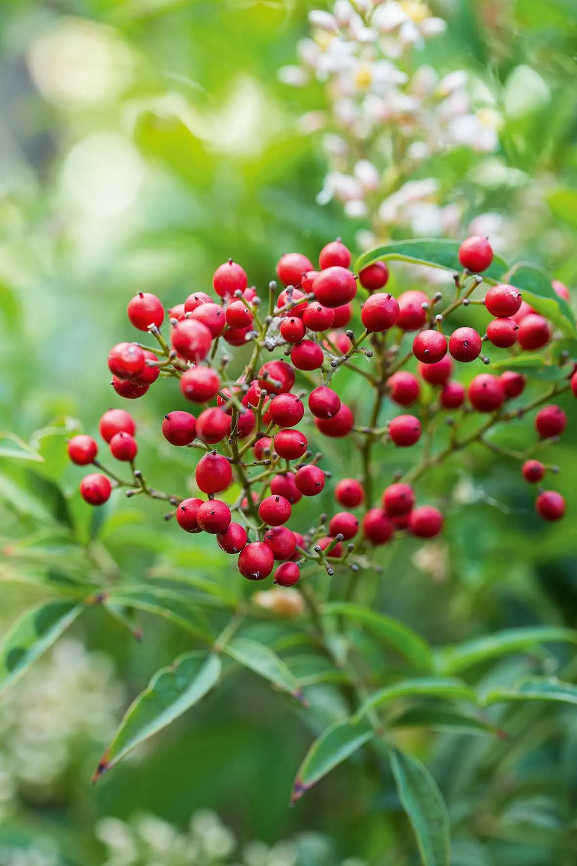 The red berries of Nandina domestica, which in this sheltered city garden start to appear in midsummer alongside the white flowers
