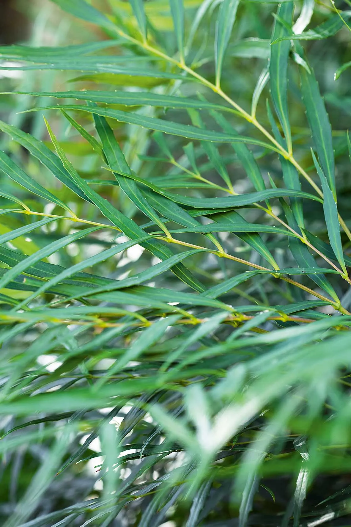 The pencil-thin evergreen leaves of Mahonia eurybracteata subsp. ganpinesis ‘Soft Caress'