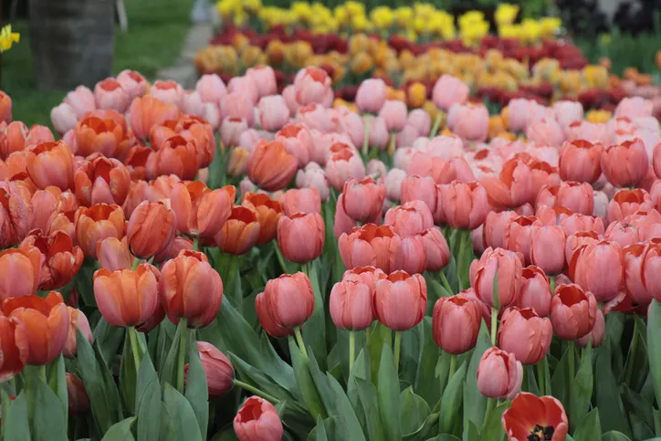 Tulips at the Philadelphia Flower Show 2020.