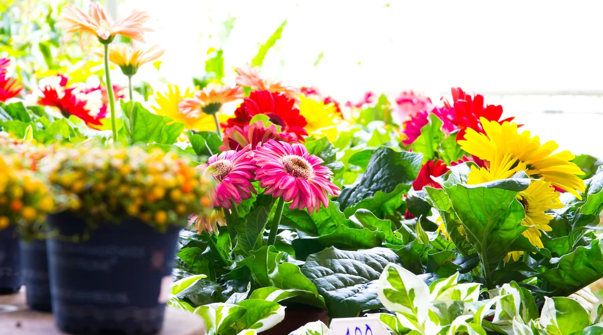 Beautiful show flowers Beautiful show flowers