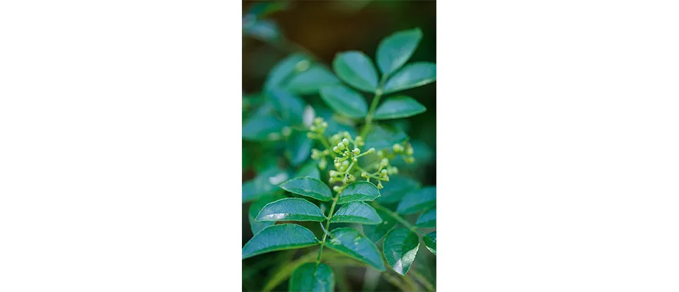 Zanthoxylum simulans The Sichuan pepper is another Harris Bugg favourite, which they have also used in the new, walled kitchen garden at RHS Garden Bridgewater.