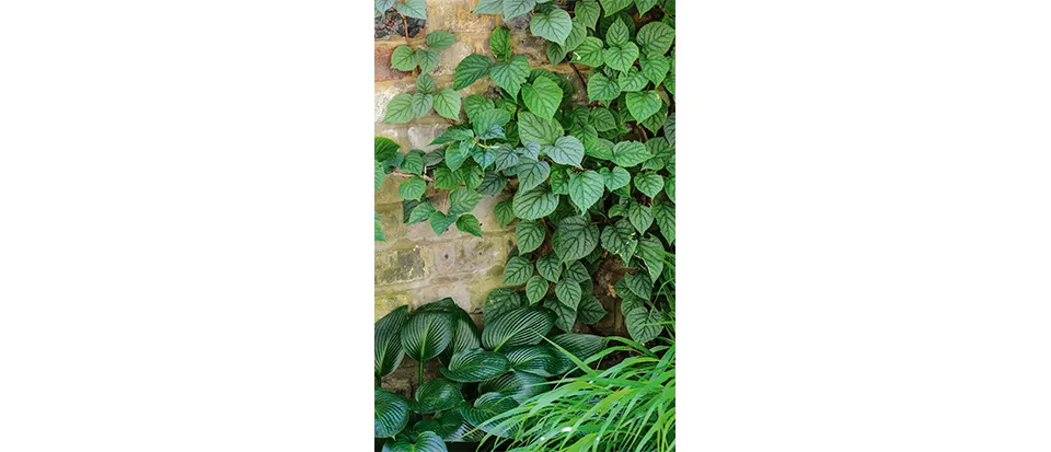 Schizophragma hydrangeoides, the Japanese hydrangea vine, is less vigorous than climbing hydrangea, with more distinctive foliage and flowers. Seen here in semi-shade with Hosta ‘Devon Green’. 