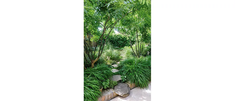 A pair of Japanese pagoda trees (Styphnolobium japonicum) are an airy presence at the front of the garden, with mounds of Hakonechloa macra at their feet. Stepping up from the smooth concrete area by the house, a fixed boulder is followed by fettled, York paving stepping stones.