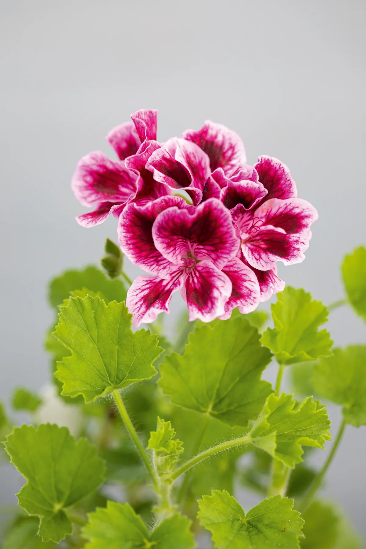 Pelargonium ‘Spanish Angel’. Compact and neatly shaped yet bushy, with strong markings and light feathering on the lower petals. The upper petals have bold burgundy markings. Its hirsute nature creates a distinctive aura around the plant. 30cm. AGM. RHS H1C, USDA 9b-13.