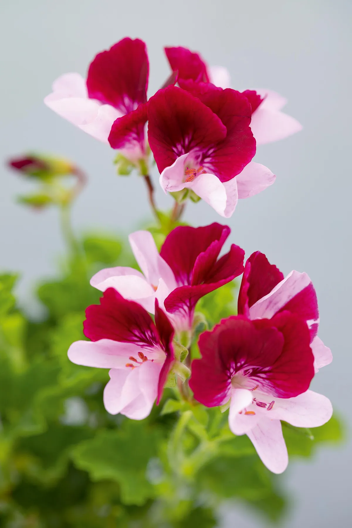 Pelargonium ‘Mole’. Bred in the UK and first introduced in 1994, this strong-growing, upright, bushy cultivar boasts showy, pale-lavender lower petals with purple feathering over a long season. The upper petals are deep burgundy-red, feathered dark red. 30cm. RHS H1C, USDA 9b-13.