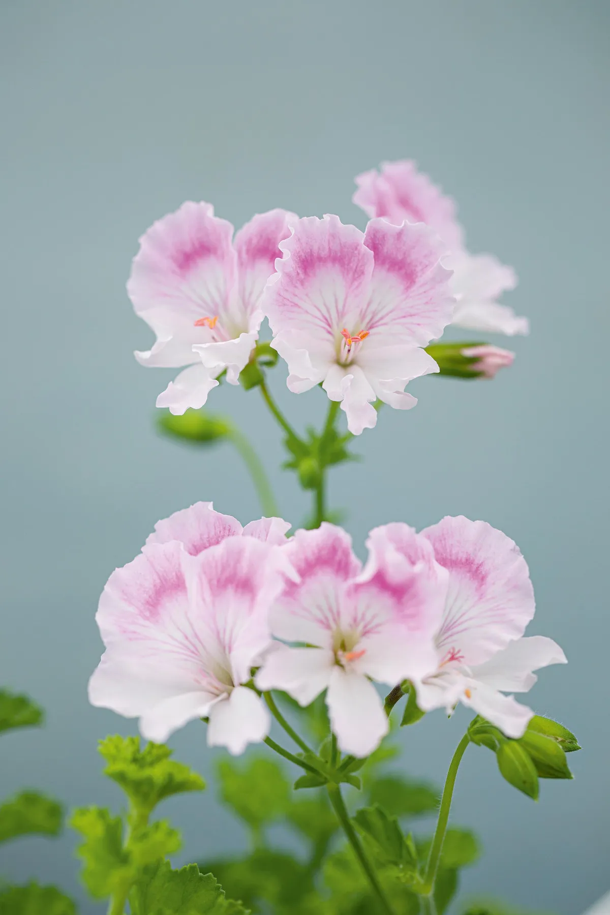 Pelargonium ‘Quantock May’. Introduced in 1999, this plant has a lax, trailing habit that is unique among Angels. The frilly flowers are white, with the upper petals flushed pale pink with fine cerise feathering. A pretty, understated, very floriferous plant. 50cm. RHS H1C, USDA 9b-13.