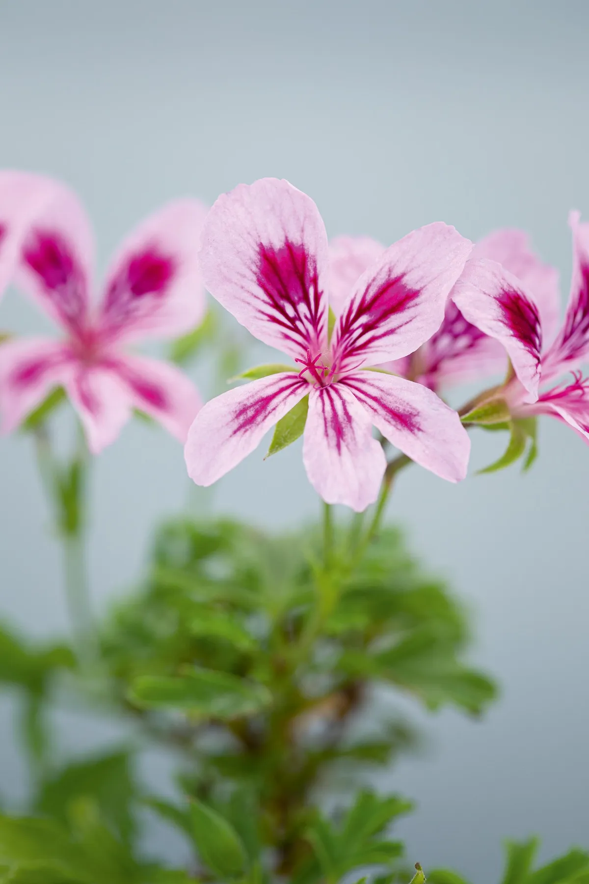Pelargonium ‘Charmaine Marjorie’. This is quite a different style of Angel, short and bushy and with deeply cut leaves. The simple, delicate flowers are light mauve-pink with dark-purple flashes on the lower petals, and larger flashes and feathering on the upper petals. 30cm. RHS H1C, USDA 9b-13.