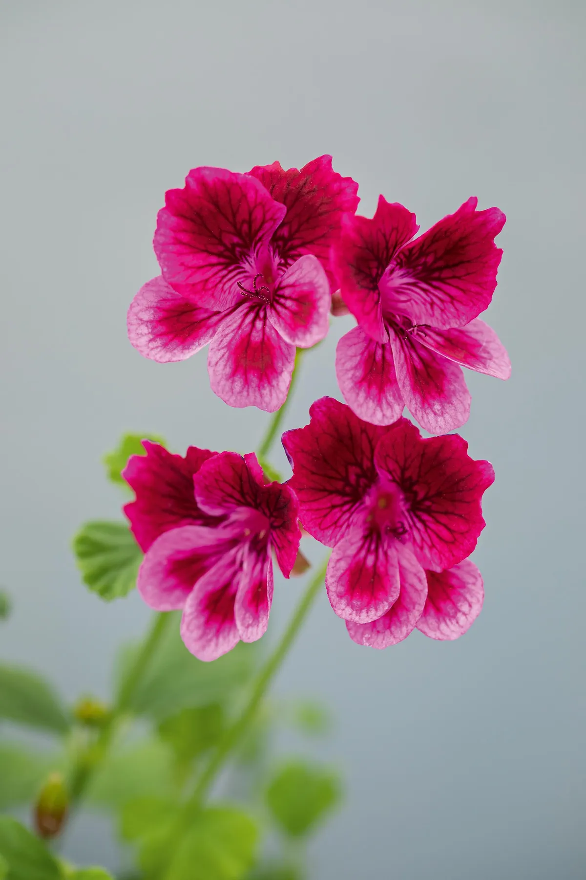 Pelargonium ‘Cottenham Wonder’. A strong grower with an upright habit, producing a profusion of rose-pink flowers, with overlaid dark-red upper petals that have a red blotch and similar red feathering on the lower petals. Excellent as a cut flower. 40cm. AGM*. RHS H1C, USDA 9b-13.