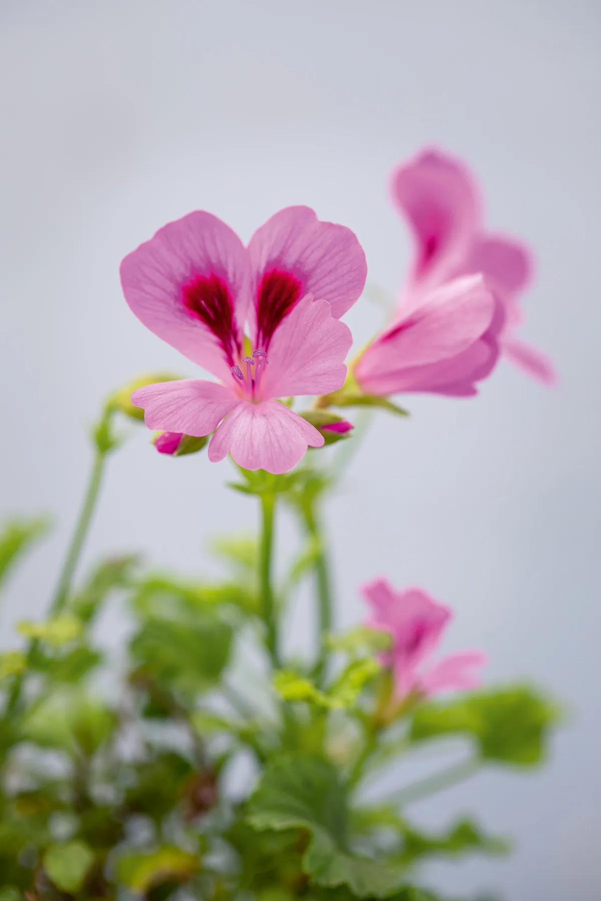 Pelargonium ‘April Showers’. A neat, well-shaped, floriferous plant that is one of the earliest to flower. The flowers are a soft lilac-pink, with a white throat and purple-red splashes on upper petals. Introduced in 2001 by breeder Derek Lloyd Dean. 45cm. RHS H1C, USDA 9b-13.