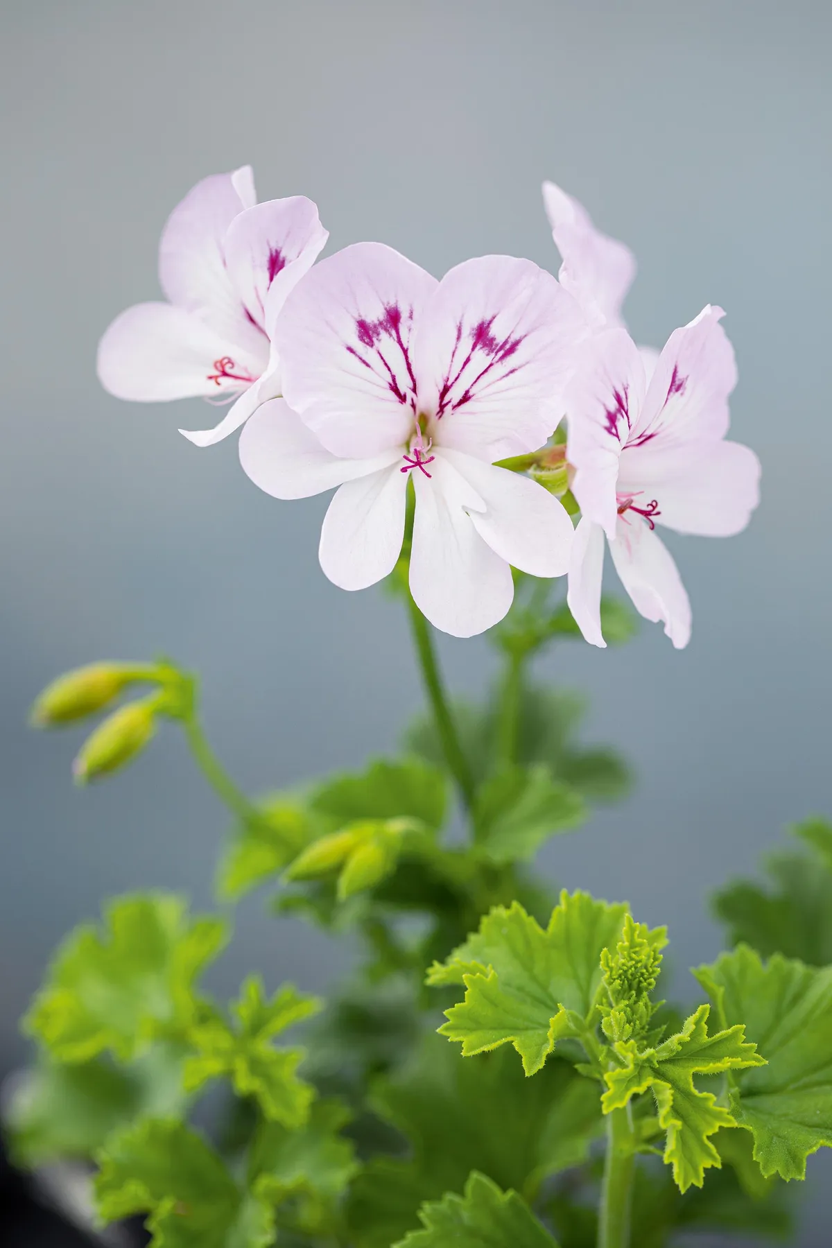 Pelargonium ‘Moon Maiden’. A pretty plant, notable for its unusually large flowers for this group. The plant is well branched and the simple yet attractive blooms are almost white with a hint of lilac in the upper petals and delicate, purple blotches and feathering. 25cm. RHS H1C, USDA 9b-13.