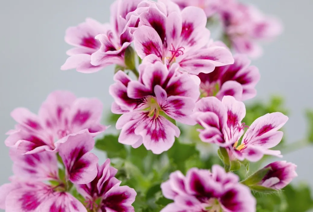 Pelargonium ‘Georgina Forever’. A popular, recent introduction from 2018. This easy-to-grow, upright Angel is a compact plant with lilac flowers, purple blotches and feathering on the petals. The highly distinctive, split petals, which create the illusion of it being double-flowered, add to its desirability. 90cm. RHS H1C, USDA 9b-13.