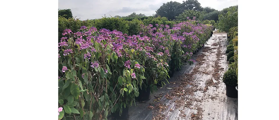 An amazing row of Hydrangea aspera Anthony Bullivant. Looking for a home right now… But doubtless about to get snapped up for Chelsea.