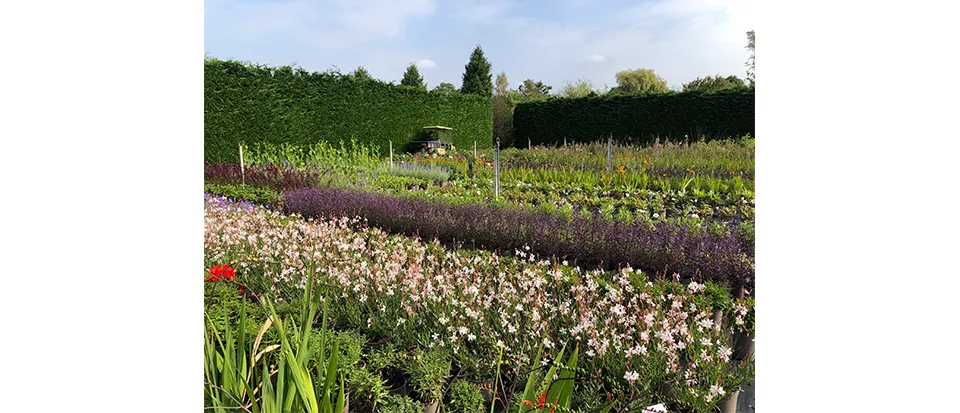 Row up on row of perfect plants and flowers, all set for inspection by the designers who ordered them. 