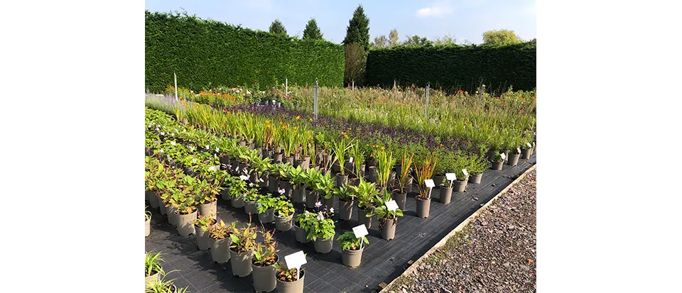 Row up on row of perfect plants and flowers, all set for inspection by the designers who ordered them. 