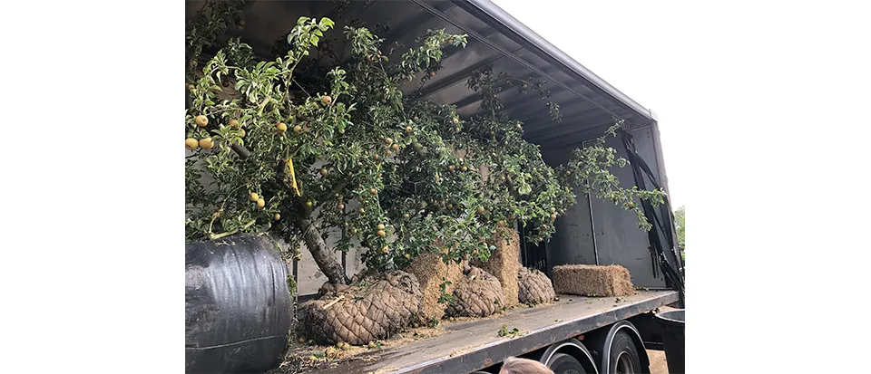 Not actually for Chelsea but part of a private collection being put together for delivery. You want five apple trees with the apples still on them? You know where to come!