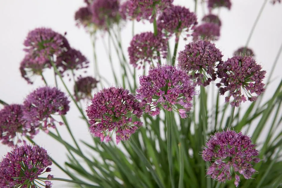 Allium 'Lavender Bubbles'. Shortlisted for Chelsea Plant of the Year. RHS Chelsea Flower Show 2021. RHS / Sarah Cuttle